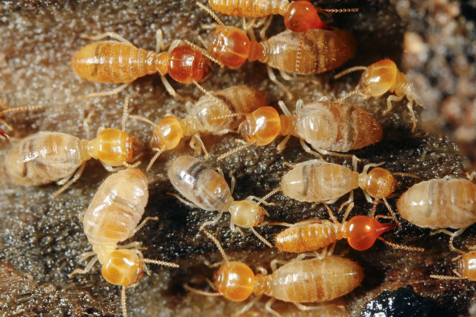 Termites parasites du bois