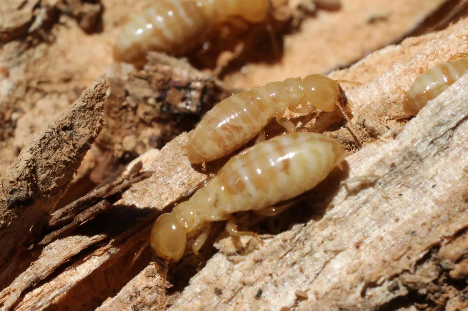Les termites sont des insectes xylophages nuisibles du bois creusant des galeries, le traitement préventif et curatif permet une éradication complète