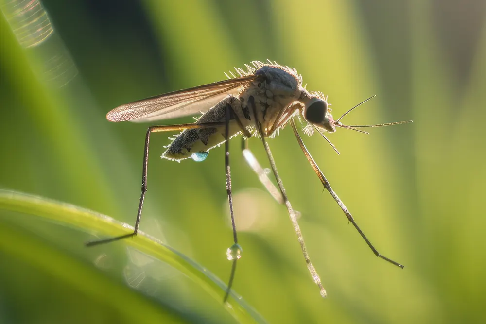 Moustique insecte volant