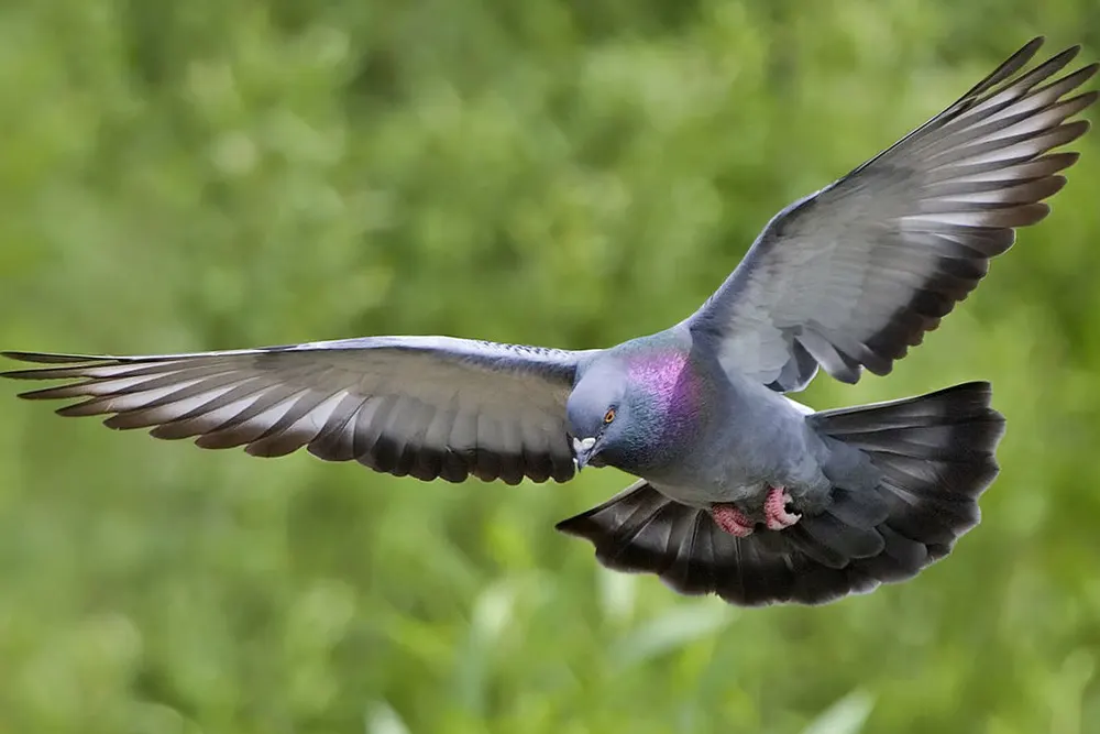 Pigeon Bisset en vol