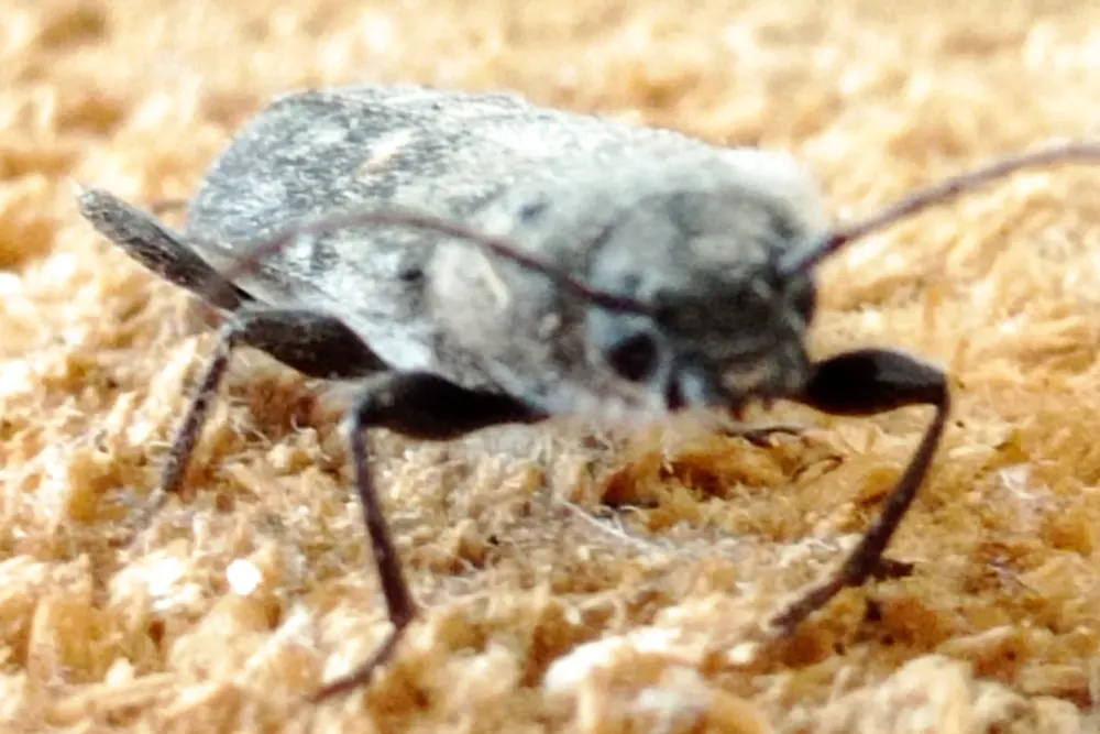 Capricorne des maisons