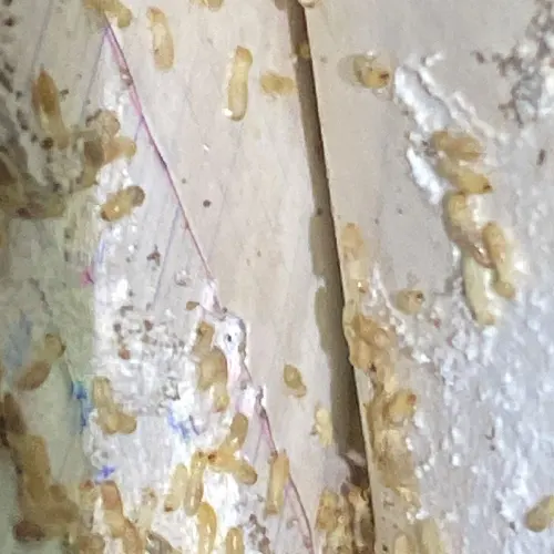 Colonie de termites