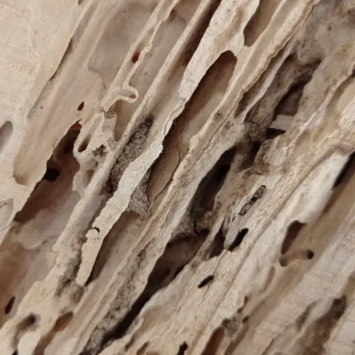 Galeries creusées dégâts des termites