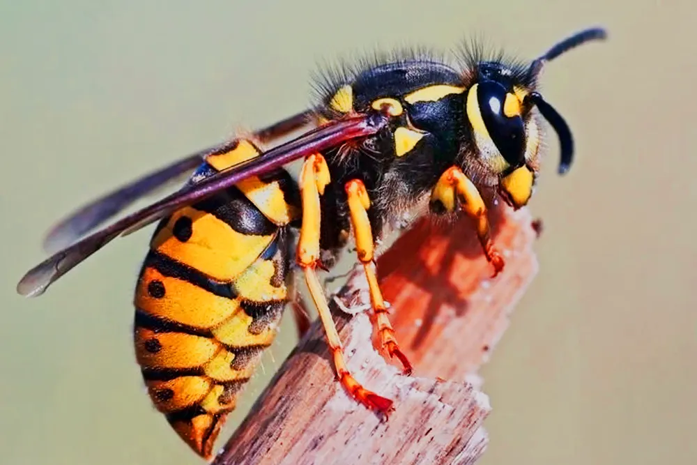 Guêpe commune - Vespula vulgaris