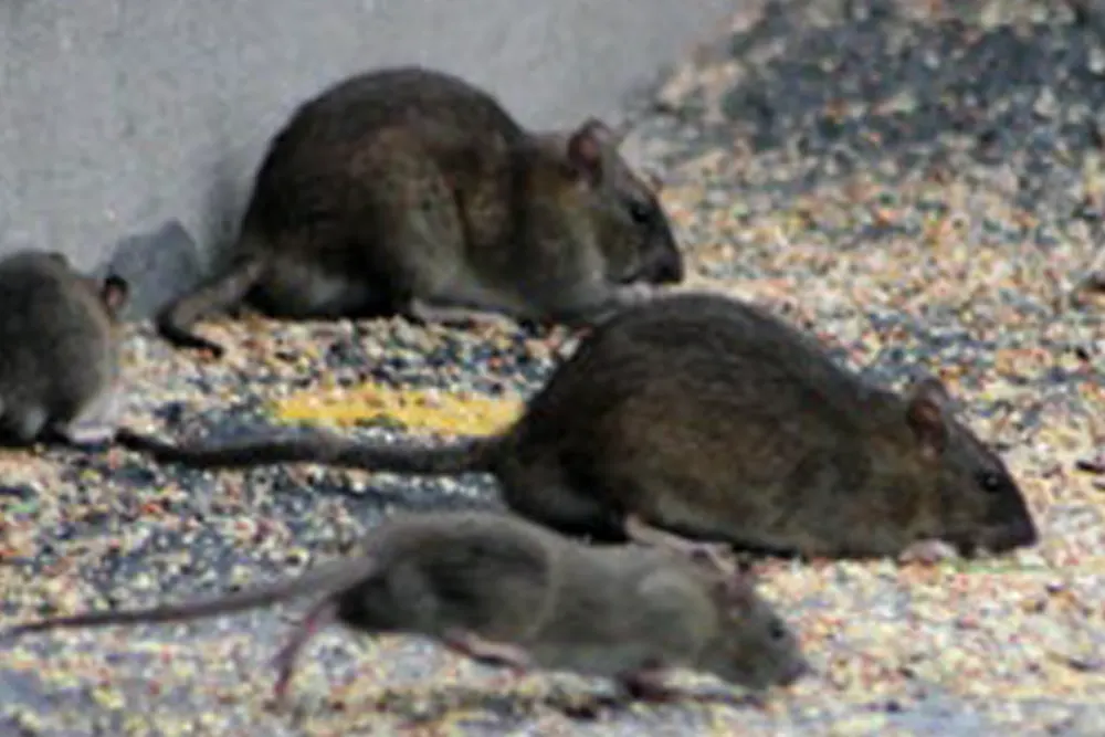 Lutte contre les rats