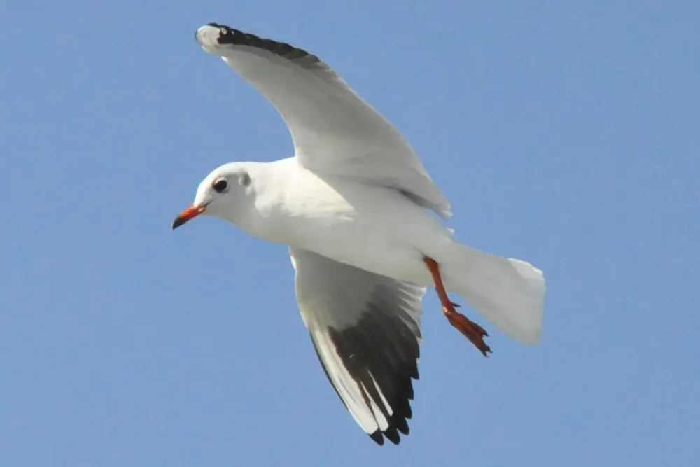 Mouette en vol