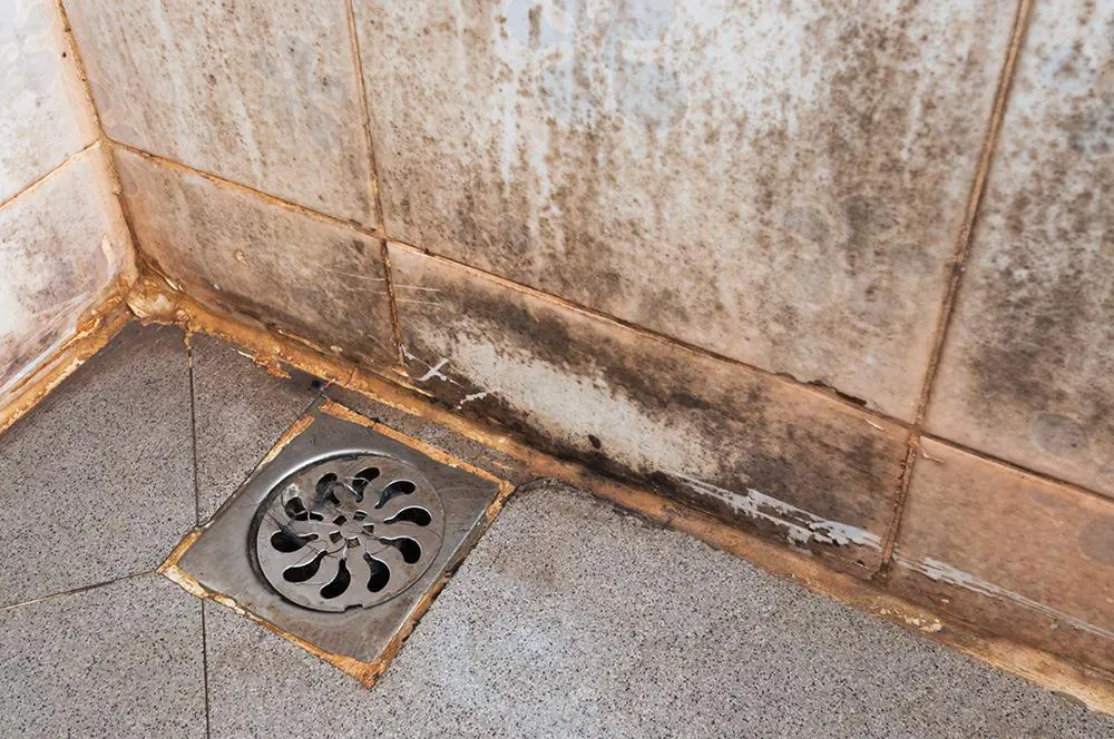 moisissure sur les murs et salle de bain