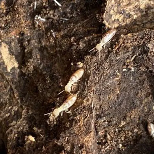 Termites ouvriers