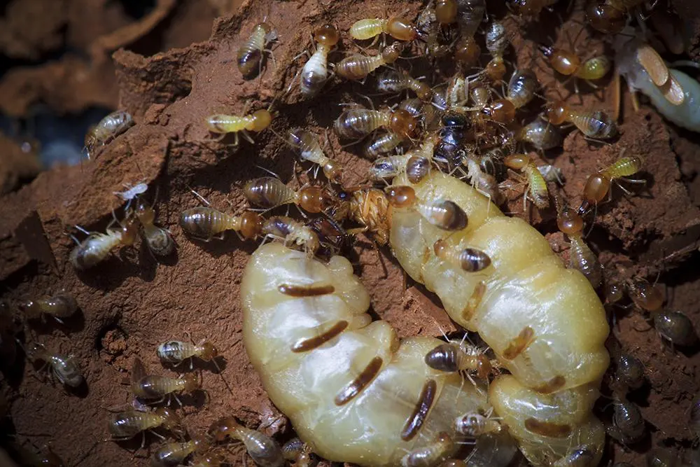 Trouver un spécialiste anti-nuisible à Lyon 69 Rhône-Alpes pour exterminer  des termites dans un appartement - NuisiProtect